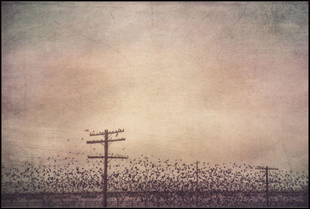 Winter Birds