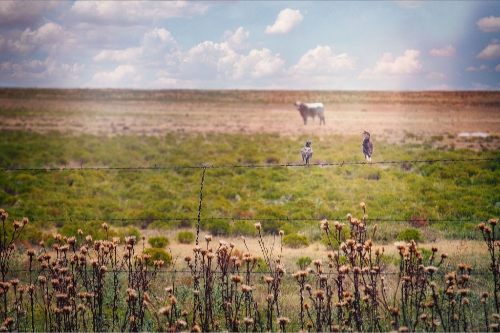 Fence Gossip II
