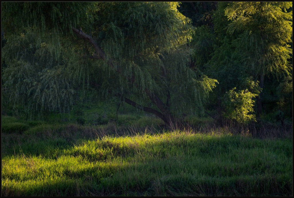 Willow Tree in Late Afternoon Light