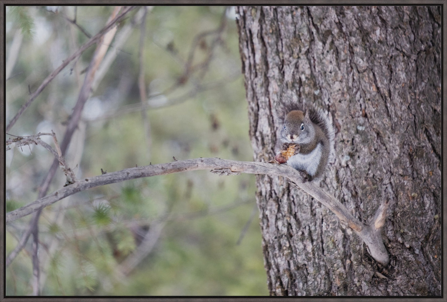 Squirrel & Pine Cone I