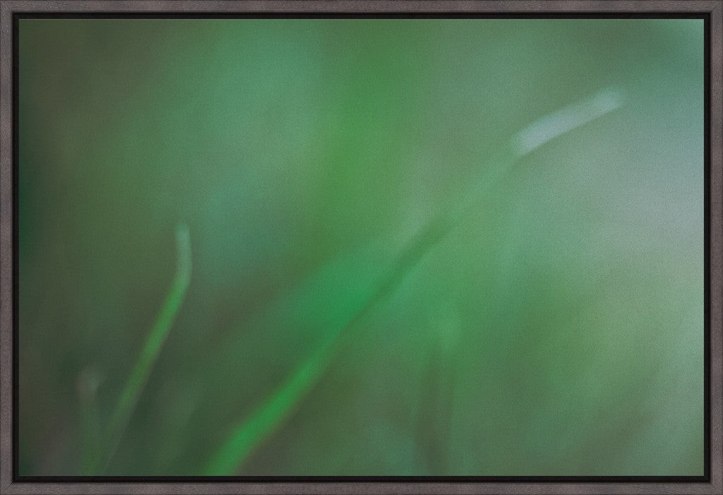 Backyard Abstract