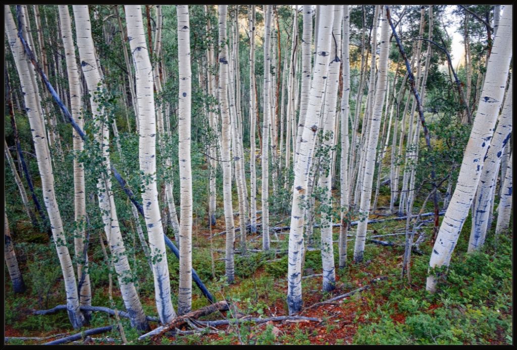 Wall of Aspens