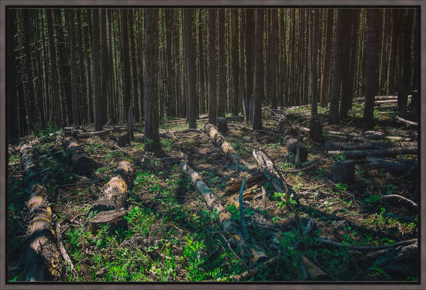Forest Floor