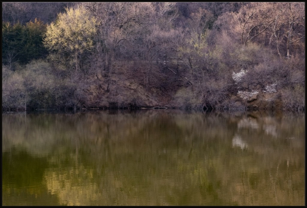 Dogwood Reflections II