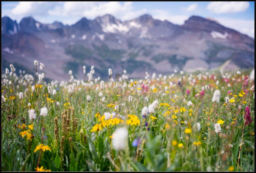 Gold at the End of Indian Trail Ridge