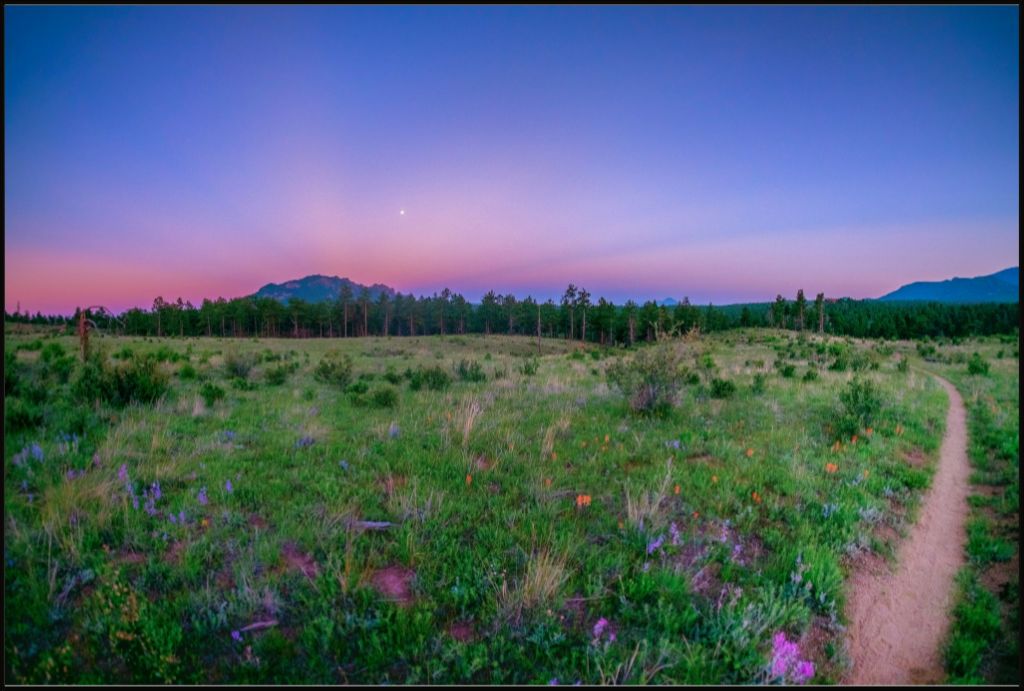 Burn Area Wildflowers