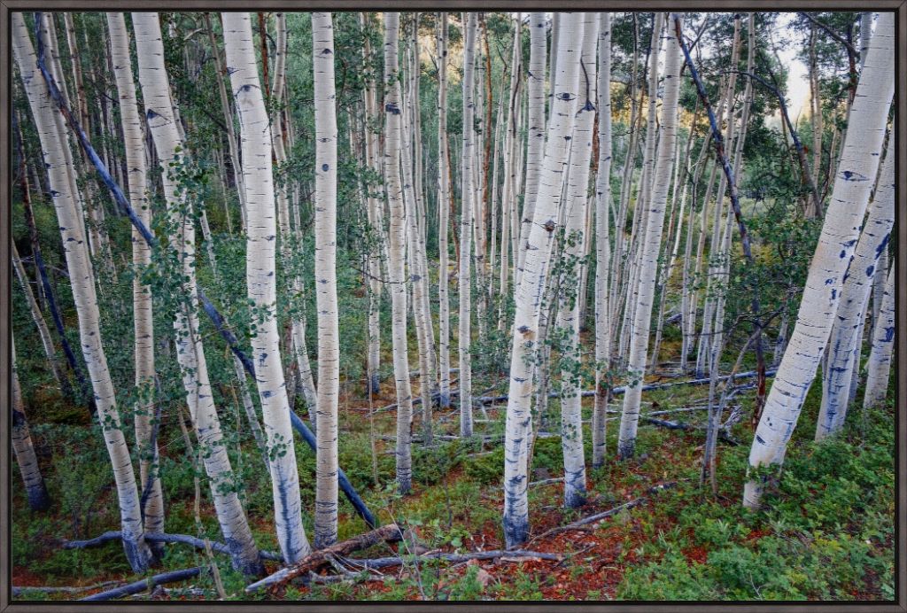 Wall of Aspens