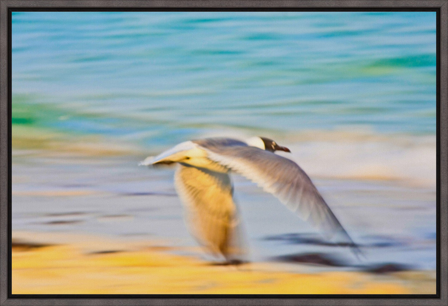Grand Bahama Gull No. 3