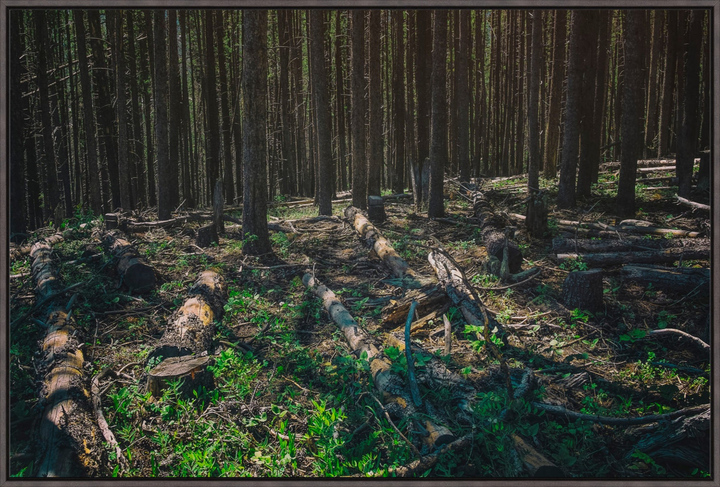 Forest Floor