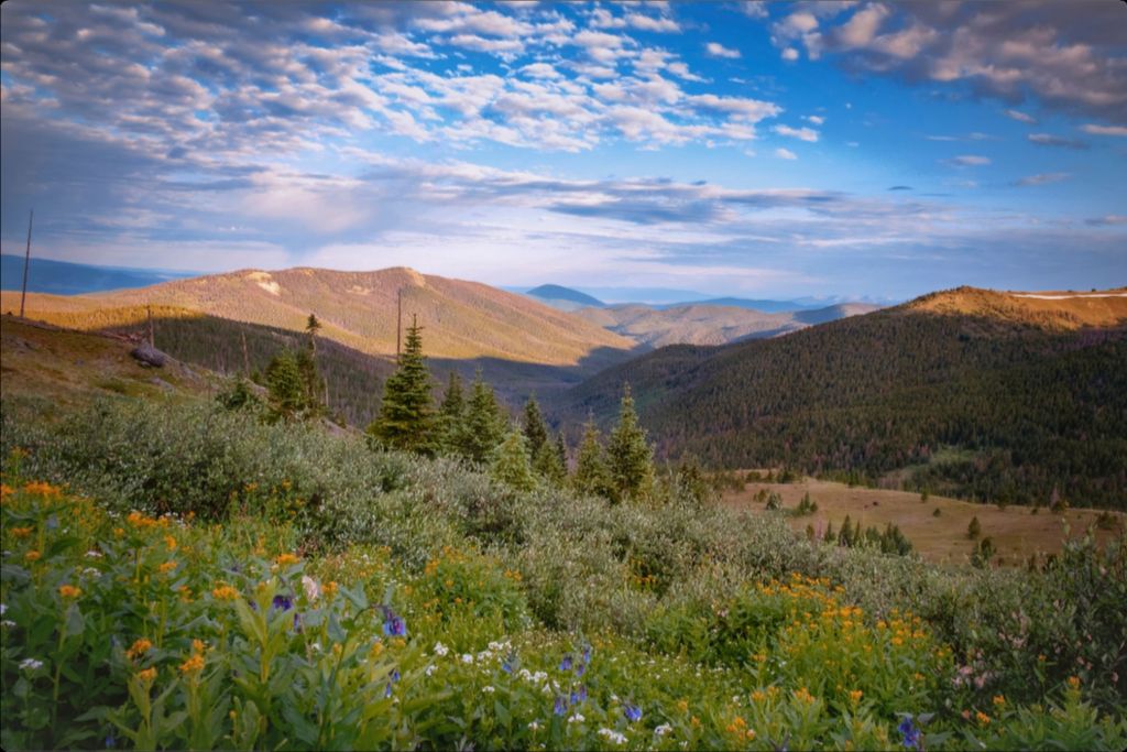 Wildflowers and Distant Valley