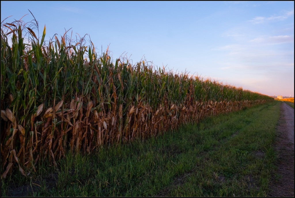Land of the Tall Corn II