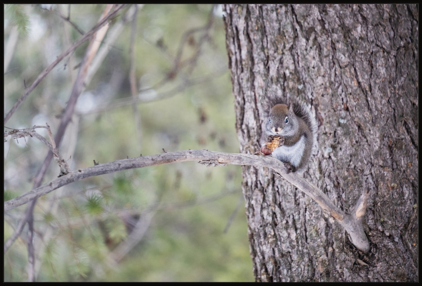 Squirrel & Pine Cone I