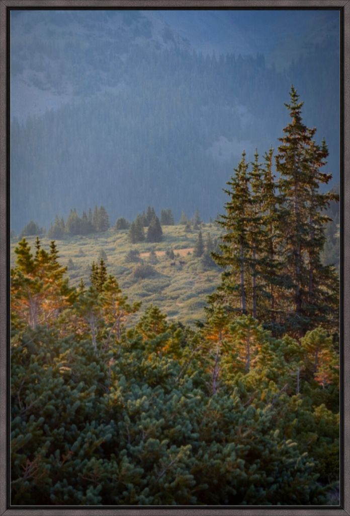 Moose Sunrise Vertical