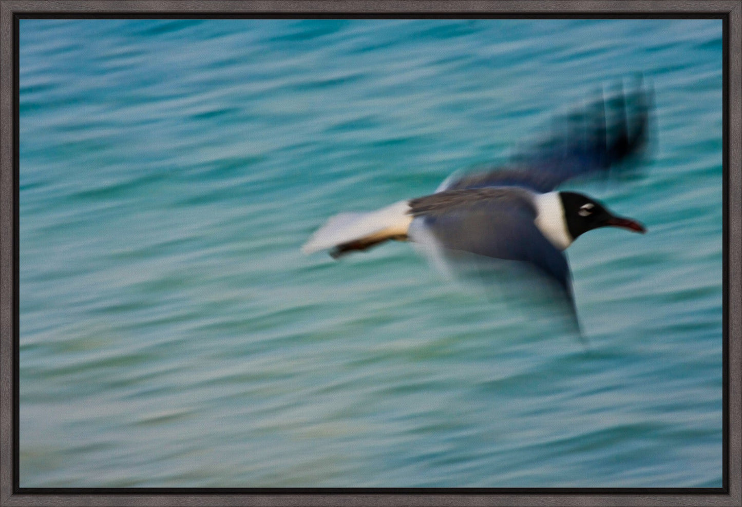 Grand Bahama Gull No. 2