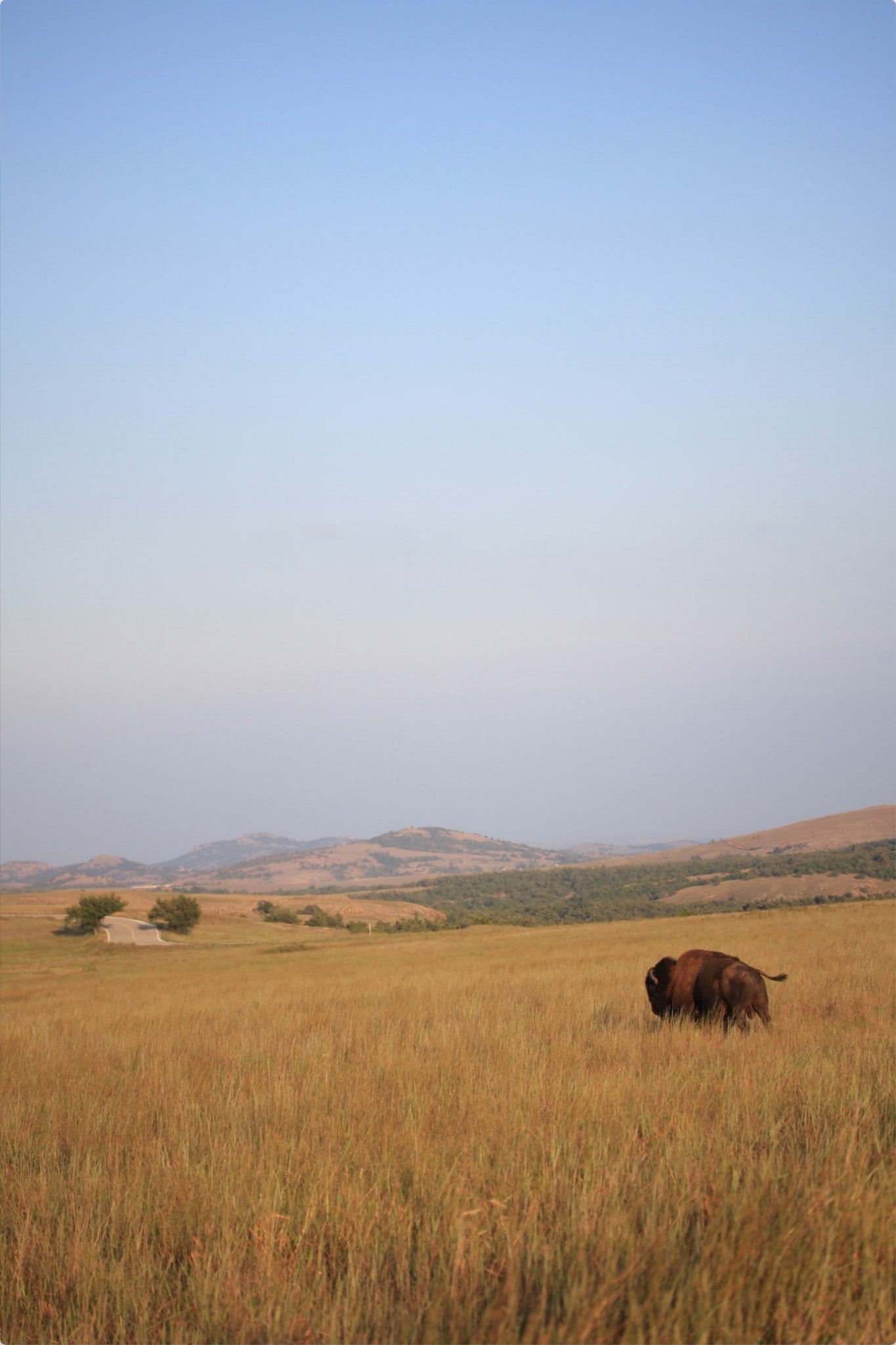 Kansas Bison