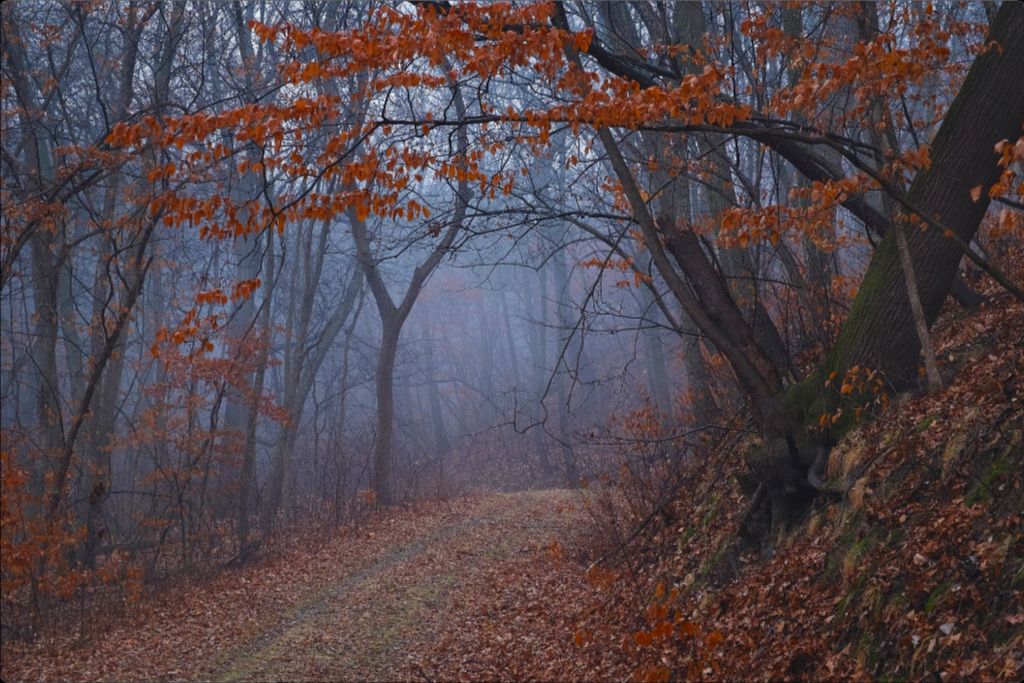Charity Lake Path in Fog