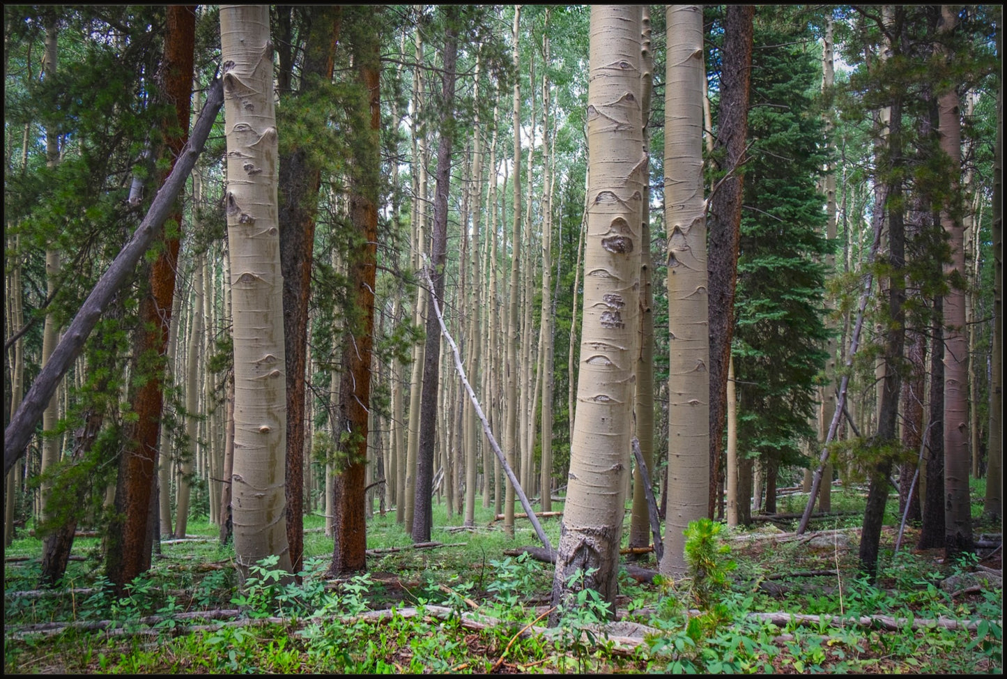 Trailside Perspective