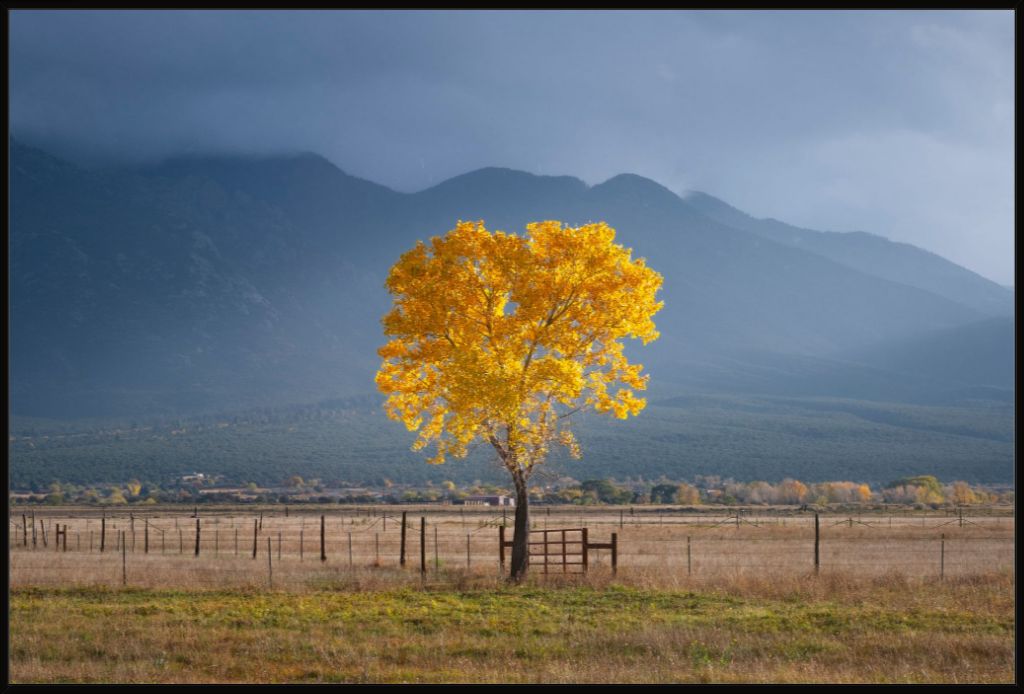 Solitary Cottonwood I