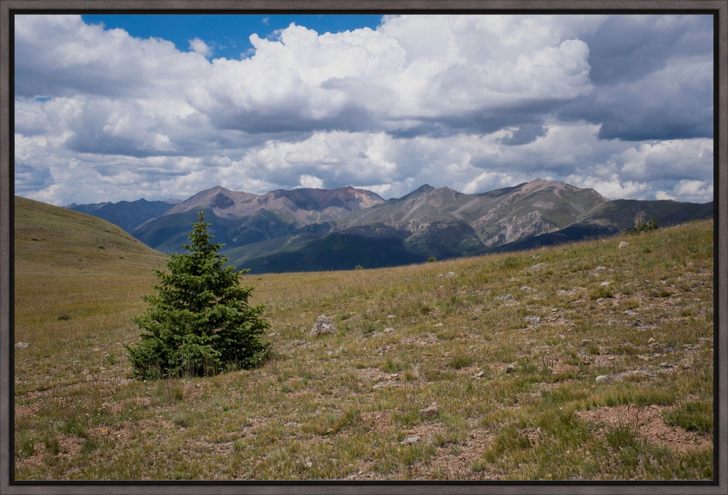 Evergreen Views