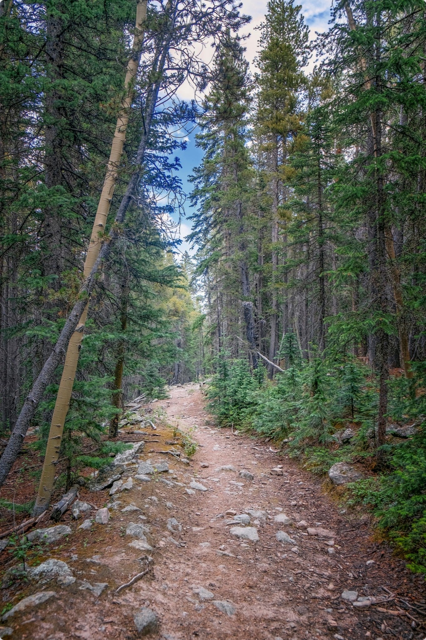 Forest Path