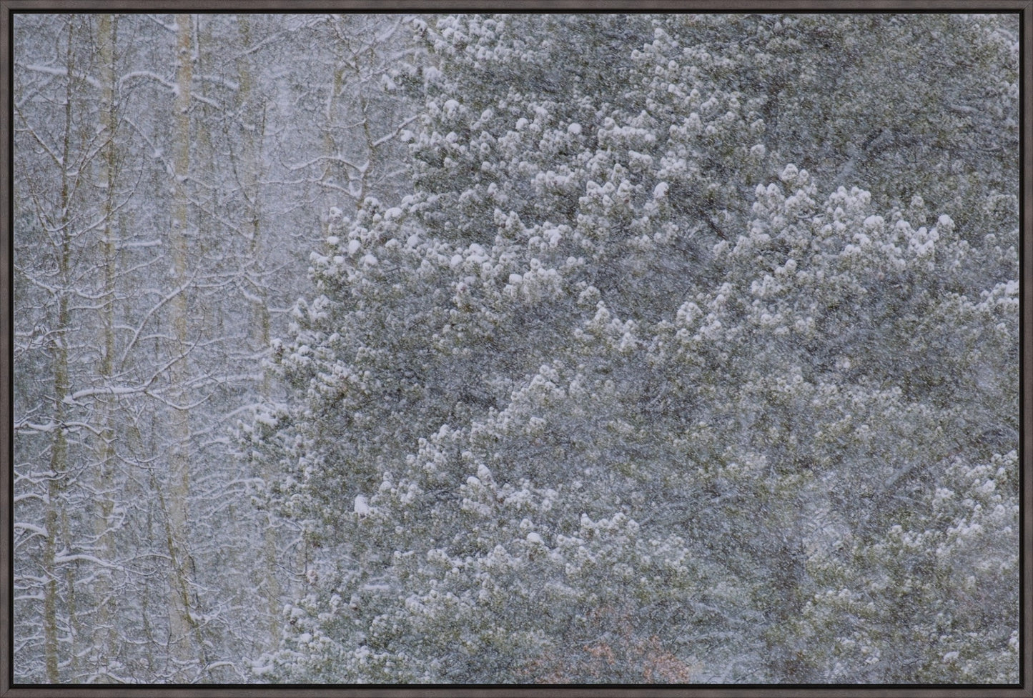 Heavy Snow & Forest Abstract III