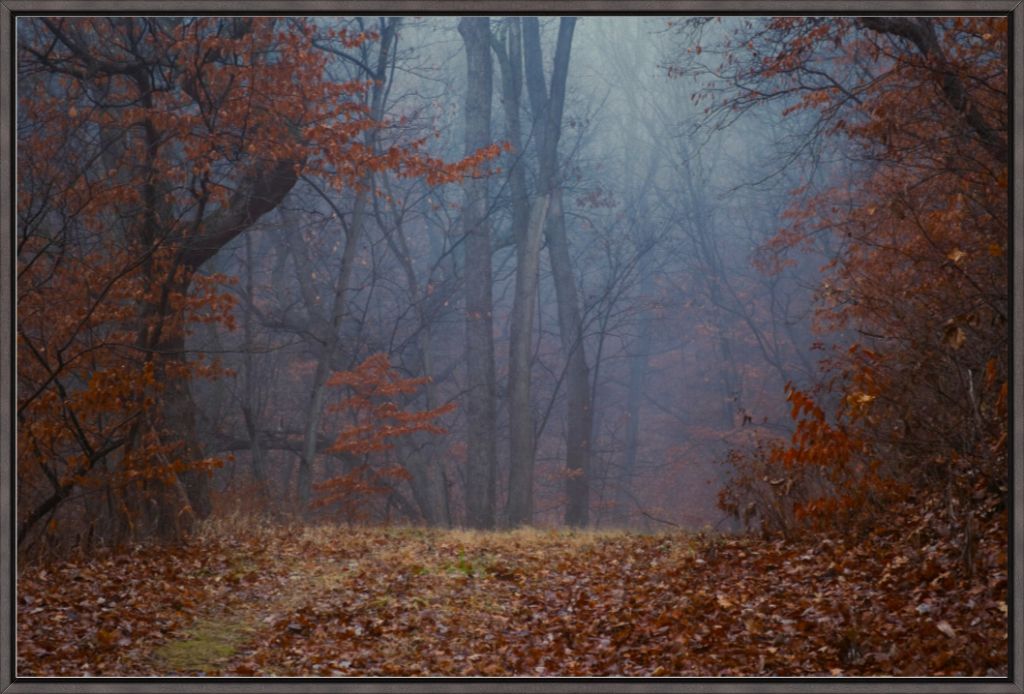 Foggy Winter Forest Path