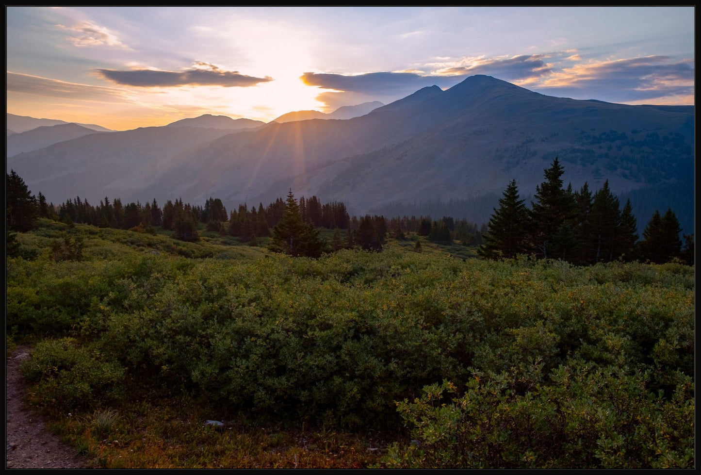 Willow Sunrise