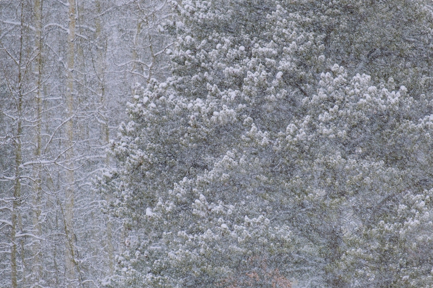 Heavy Snow & Forest Abstract III