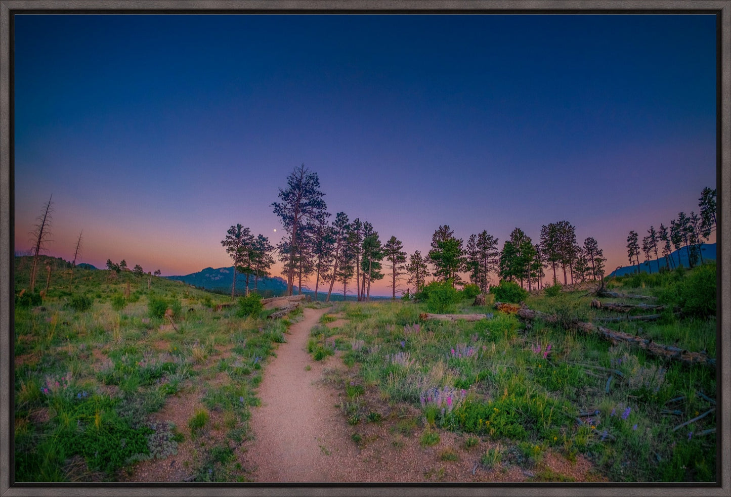 Burn Area Wildflowers II