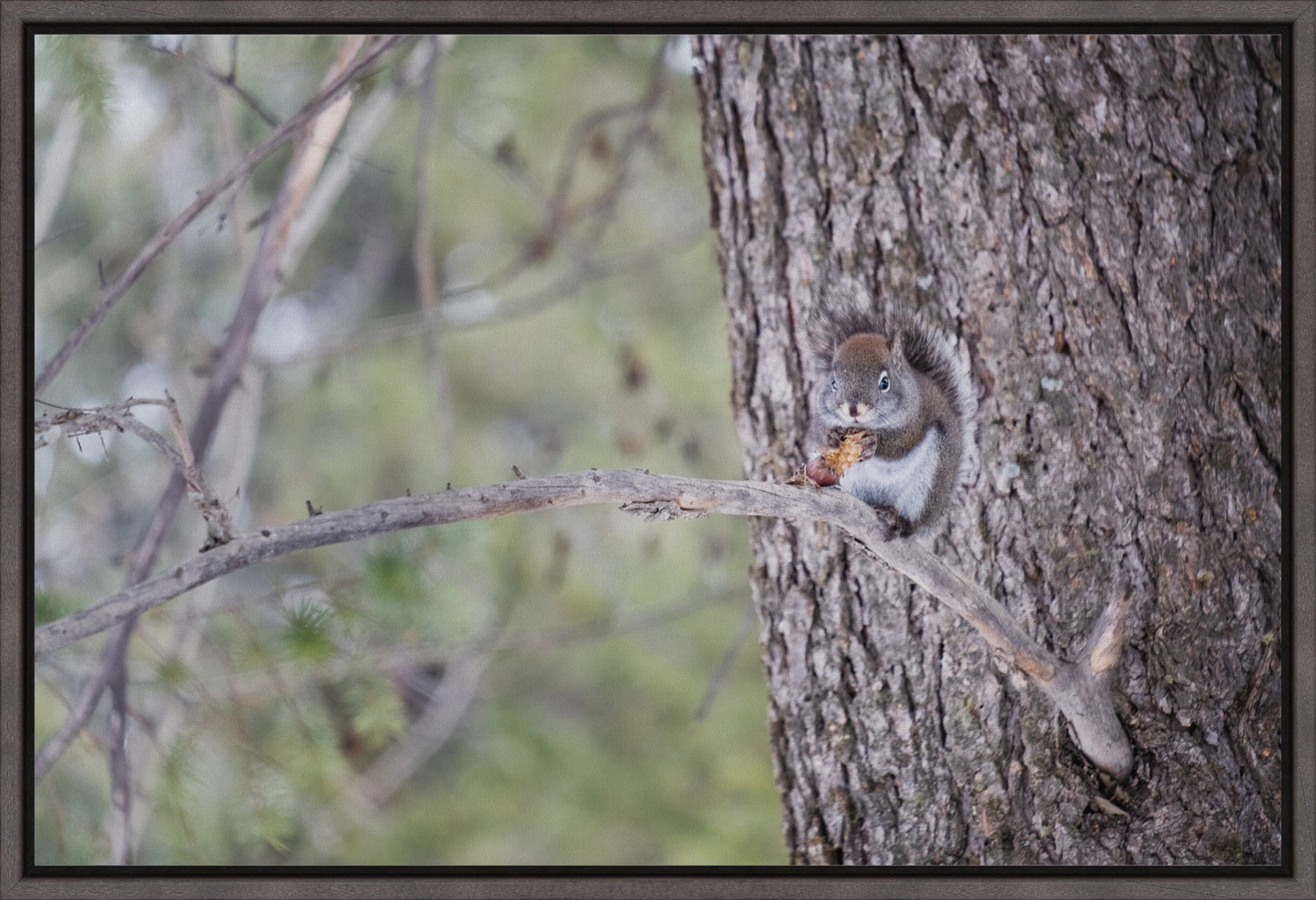 Squirrel & Pine Cone I