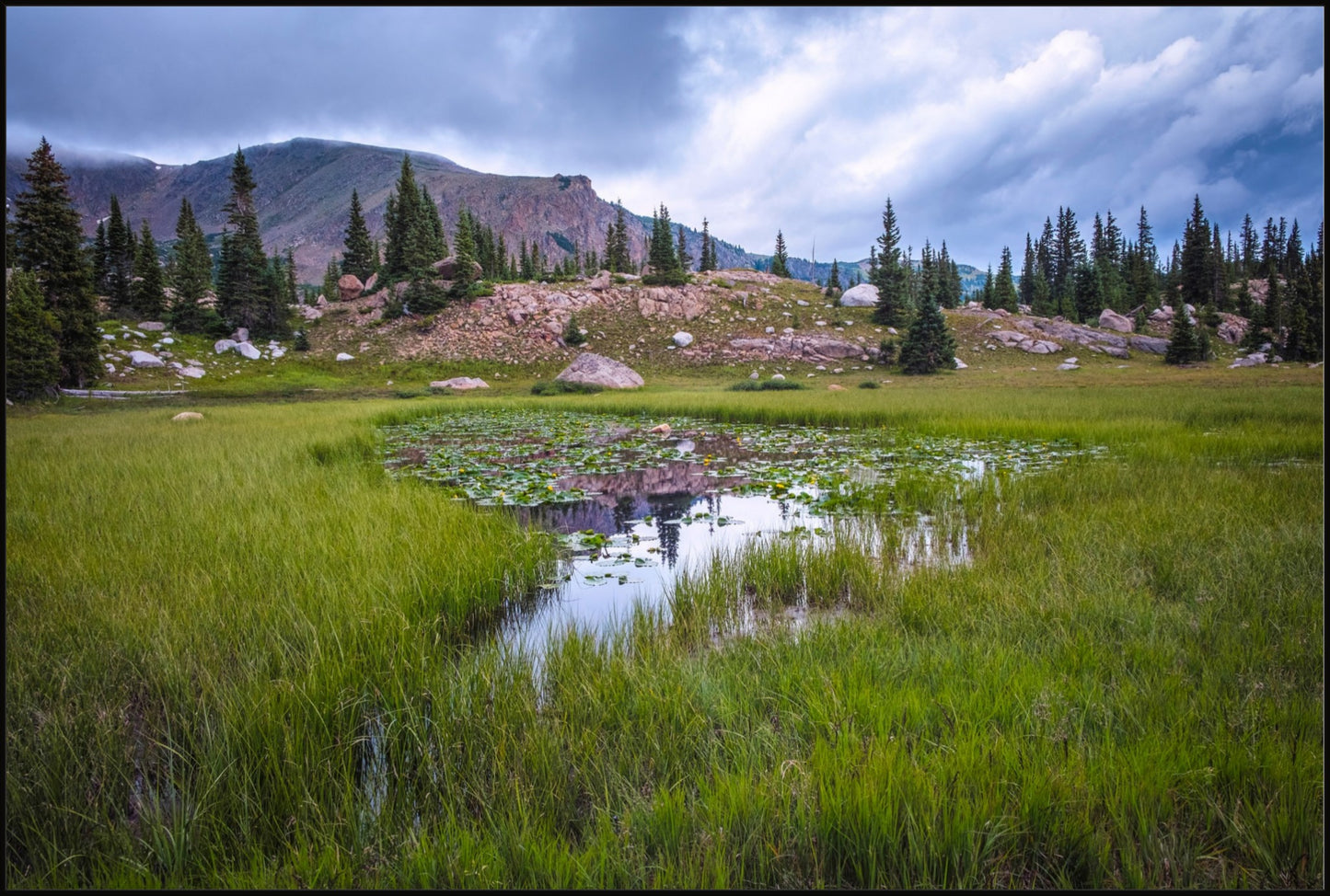 The Lily Pond