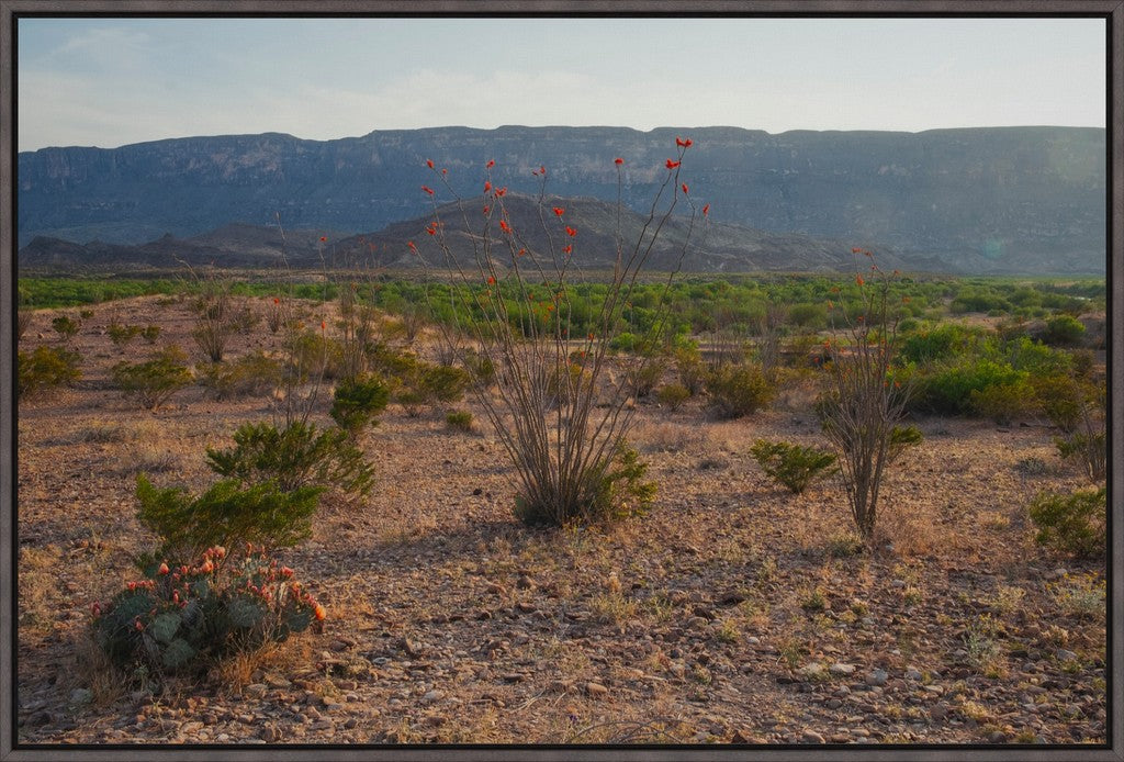 Ocotillo in Mountainscape