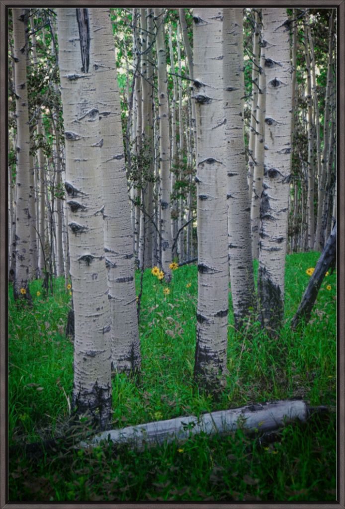 Wild Sunflowers and Trembling Aspens