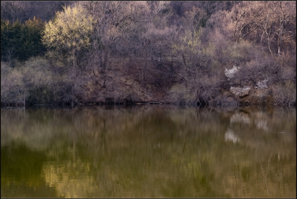 Dogwood Reflections II