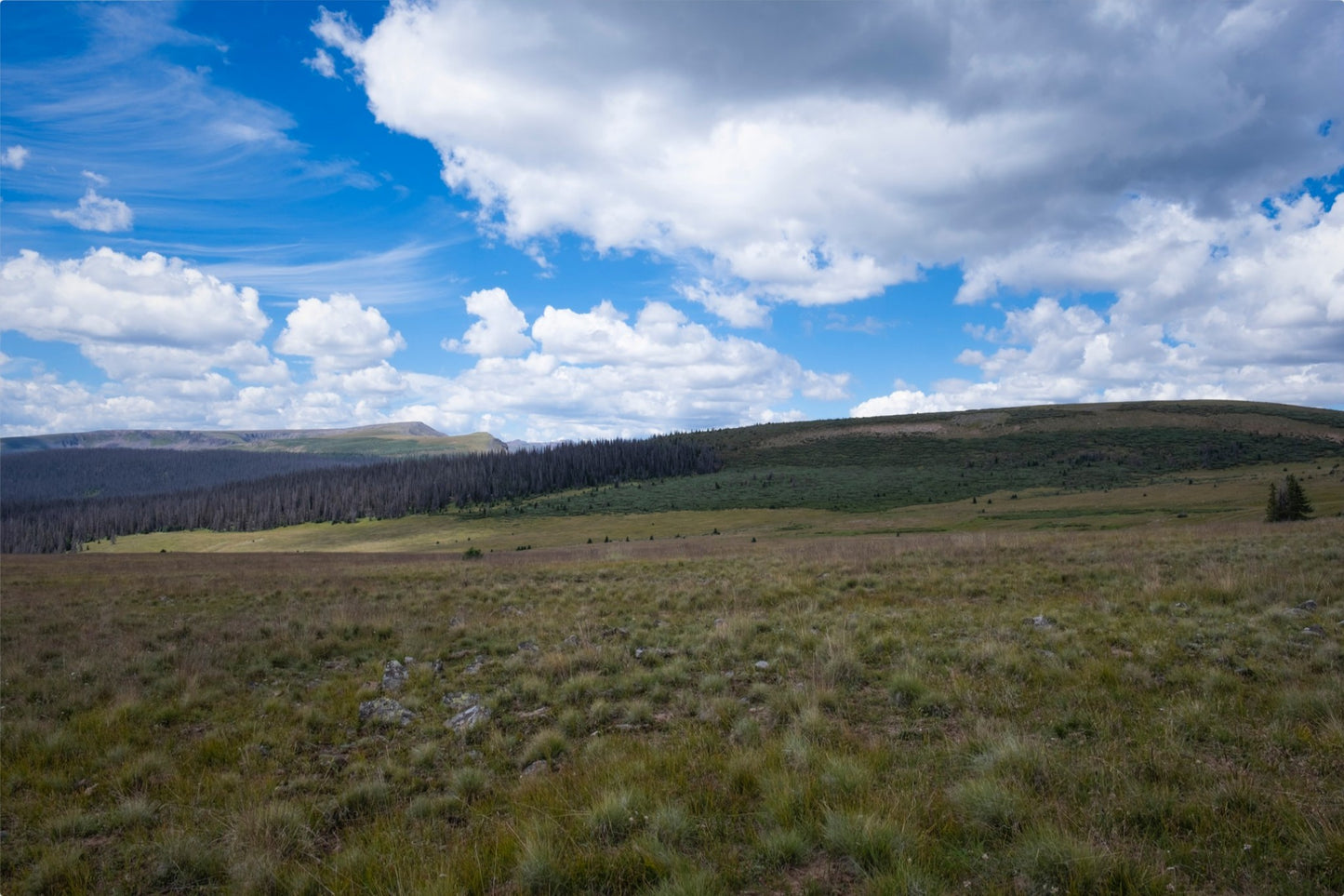 Soft Green Meadow