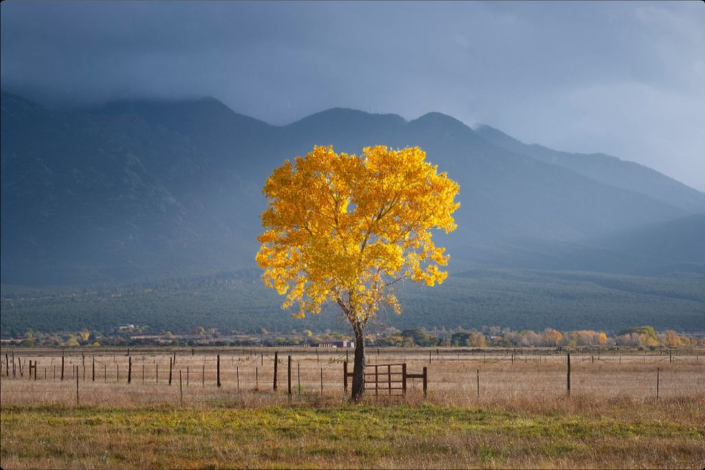Solitary Cottonwood I