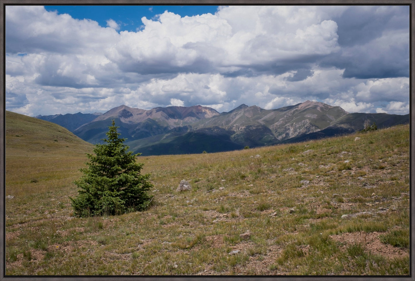 Evergreen Views
