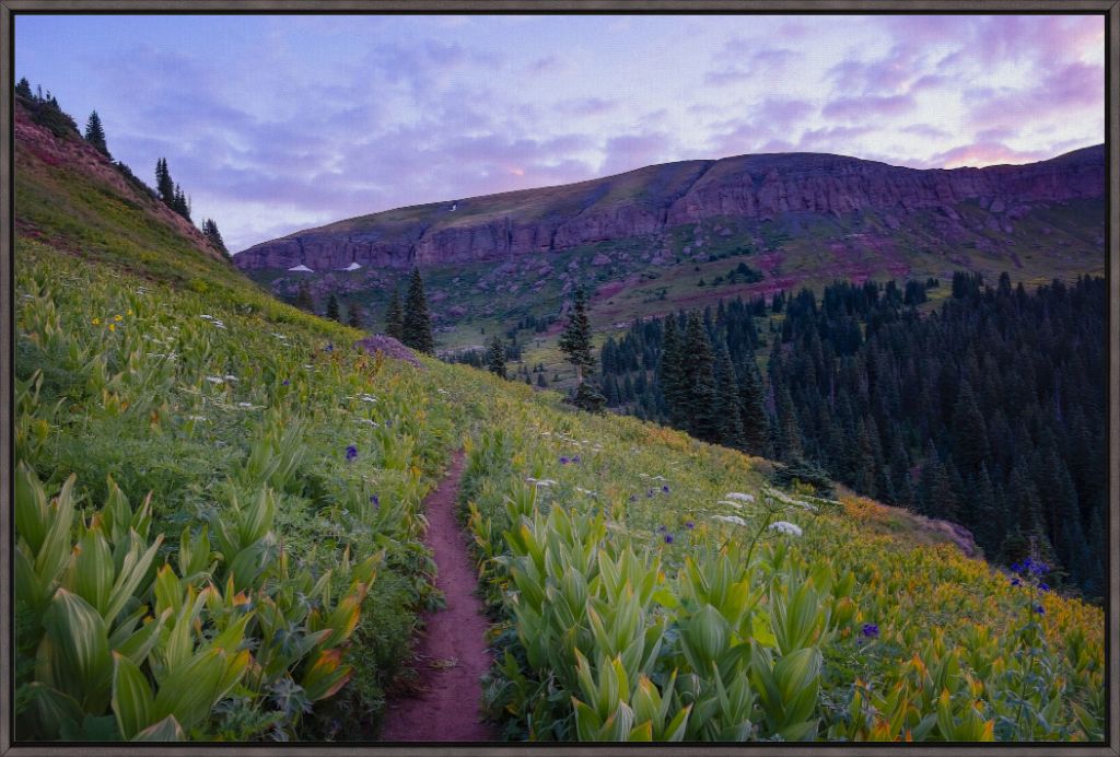 Corn Lily Sunrise II