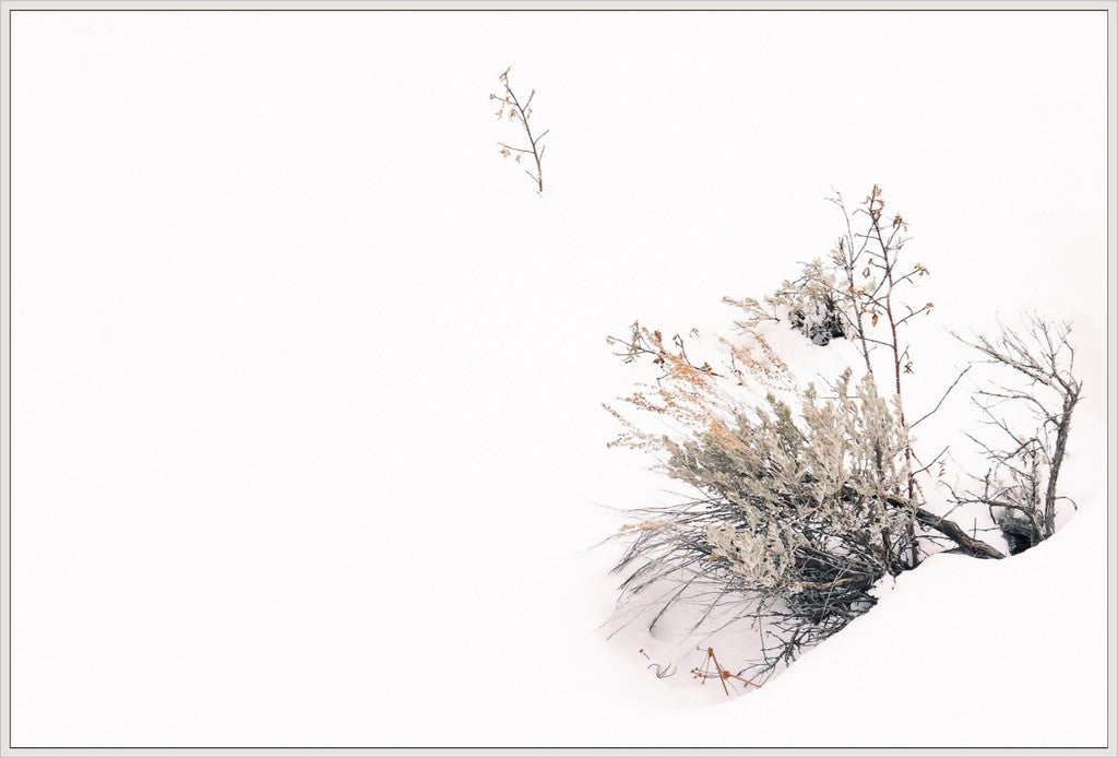 Rabbitbrush in Snow