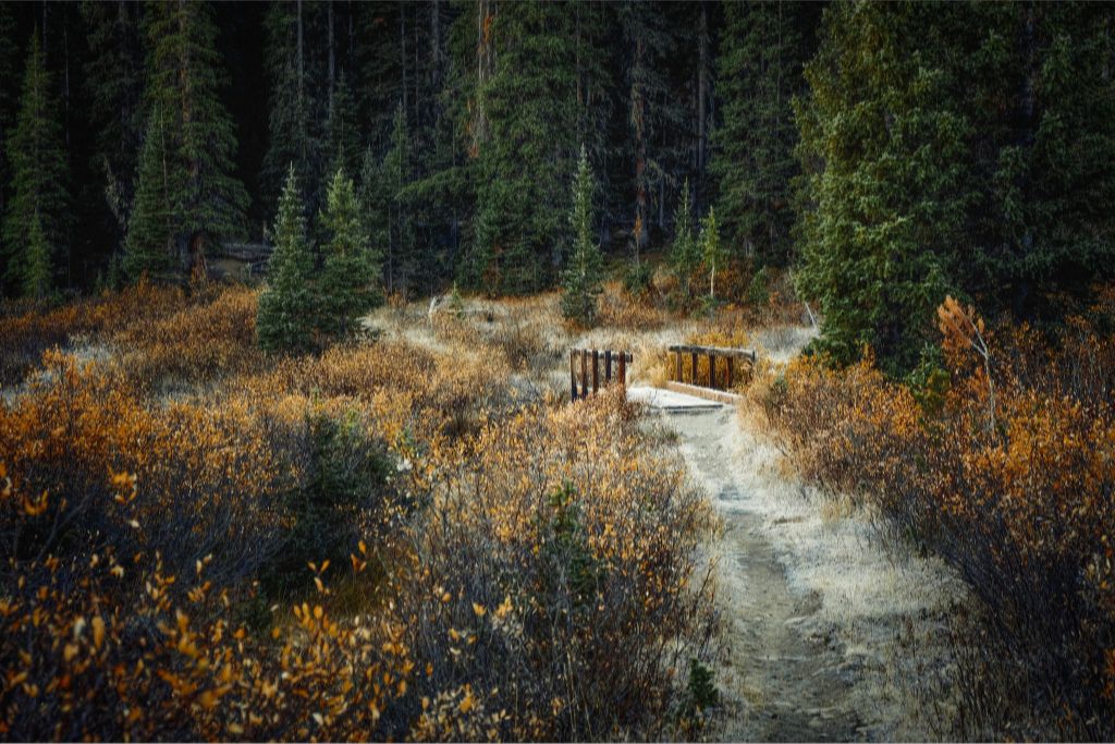 September Frost