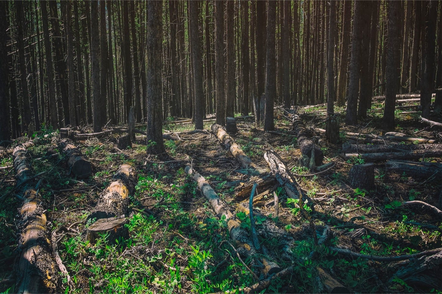 Forest Floor