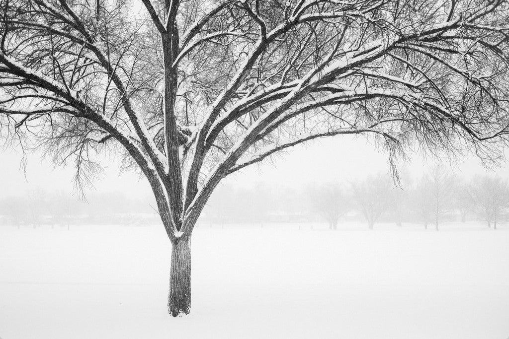 Monochrome Tree in Snow II