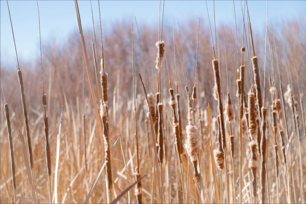 Bosque Cattails