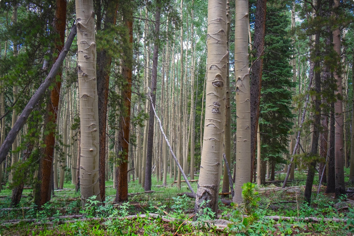 Trailside Perspective