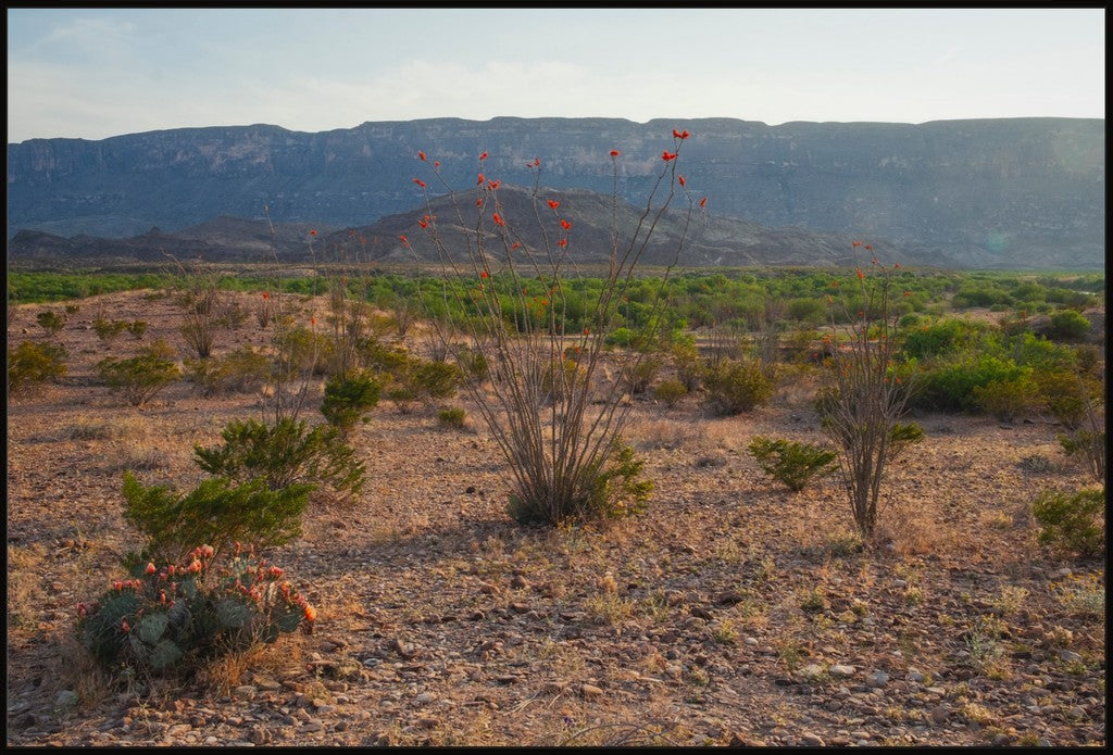 Ocotillo in Mountainscape