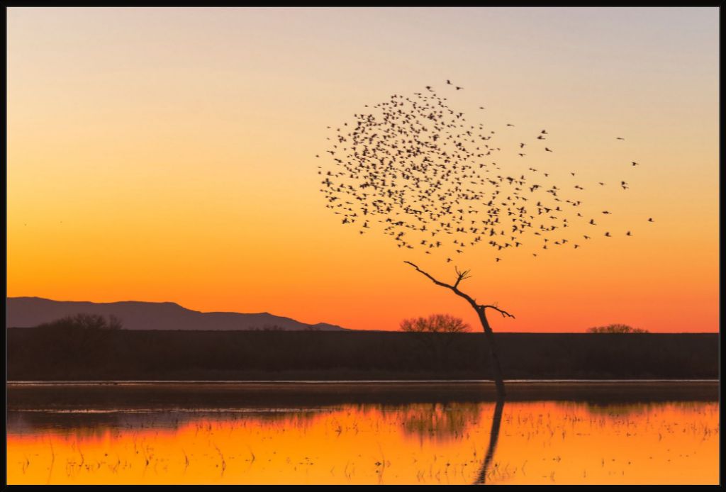 Bosque Morning Glow with Birds