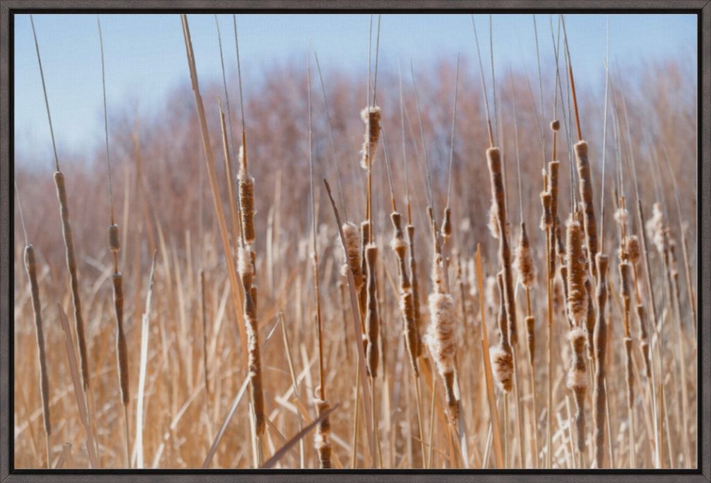 Bosque Cattails