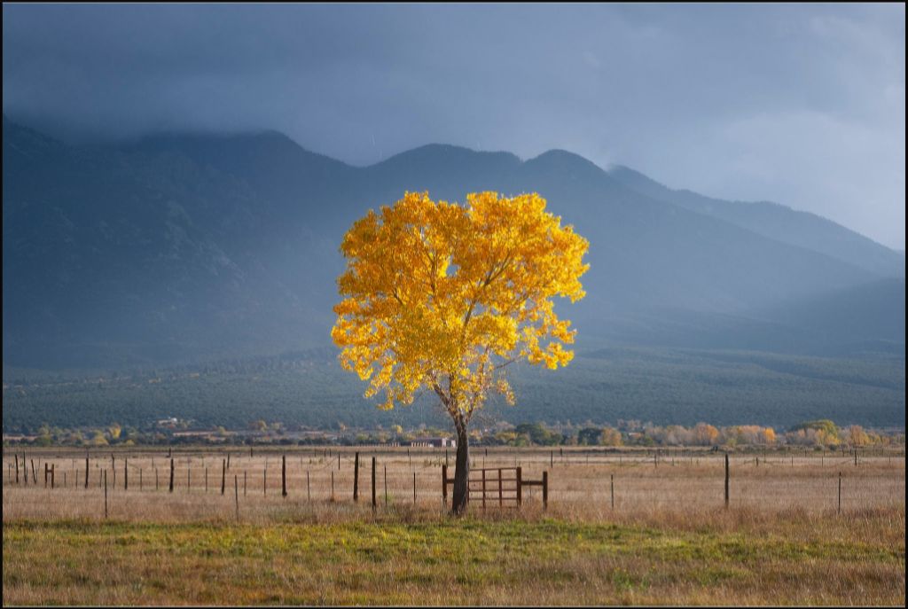 Solitary Cottonwood I