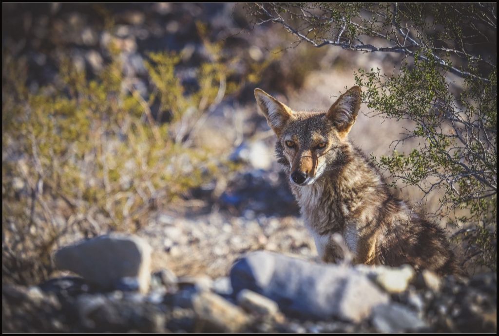 Coyote Gaze