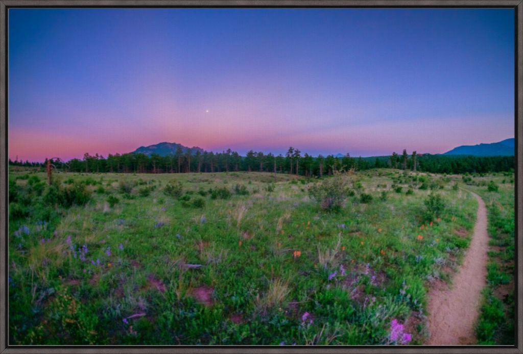 Burn Area Wildflowers
